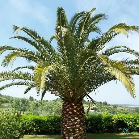 Hibiscus Apartman